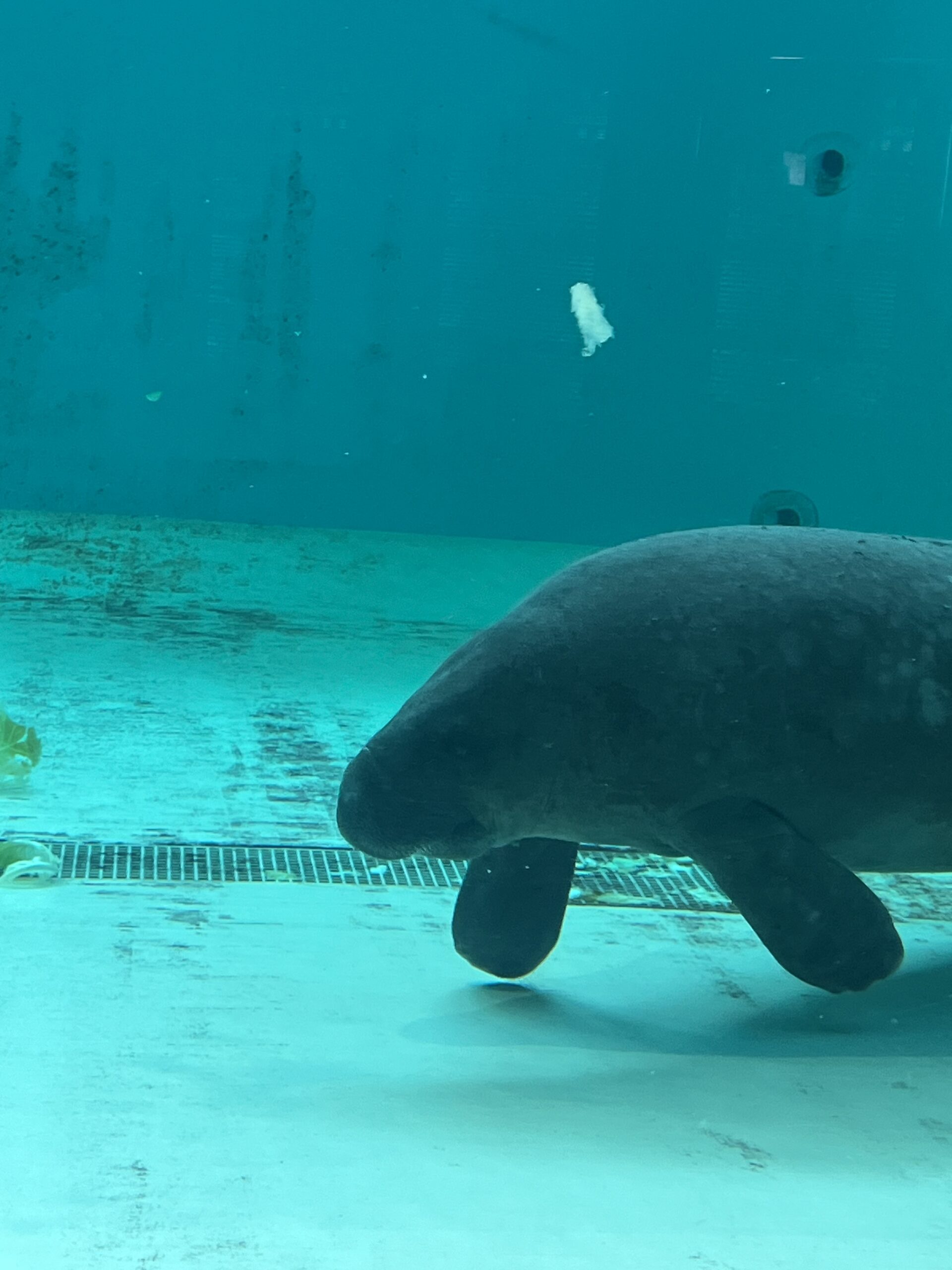 manatee